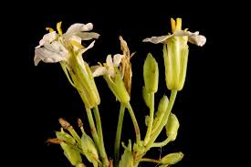 Image result for Raphanus sativus ssp. Oleiformes