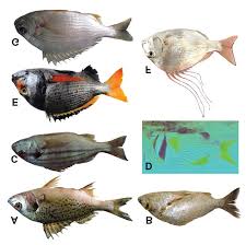 Image result for Pomadasys commersonnii