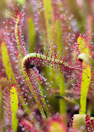 Attēlu rezultāti vaicājumam “Drosera anglica fruit”