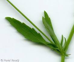 Attēlu rezultāti vaicājumam “Viola arvensis leaf”