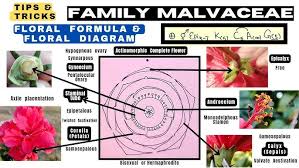 Attēlu rezultāti vaicājumam “Malvaceae”