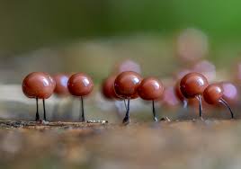 Attēlu rezultāti vaicājumam “Lamproderma arcyrioides macro”