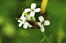 Attēlu rezultāti vaicājumam “Cauchas rufimitrella”