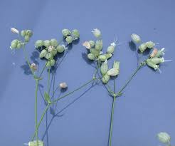 Attēlu rezultāti vaicājumam “Silene vulgaris bud”