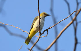 Attēlu rezultāti vaicājumam “Hirundo rustica juvenile”