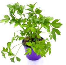 Image result for Liebstöckel