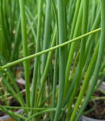 Résultat de recherche d'images pour "Allium fistulosum"