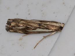 Attēlu rezultāti vaicājumam “Catoptria fulgidella”