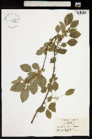 Attēlu rezultāti vaicājumam “Celastrus flagellaris”