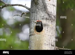 Attēlu rezultāti vaicājumam “Dryocopus martius nest”