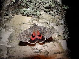 Attēlu rezultāti vaicājumam “Catocala nupta”