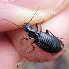 Attēlu rezultāti vaicājumam “Limodromus assimilis”