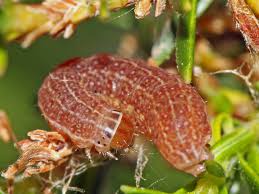 Attēlu rezultāti vaicājumam “Agrochola helvola imago”