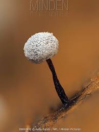 Attēlu rezultāti vaicājumam “Didymium nigripes”