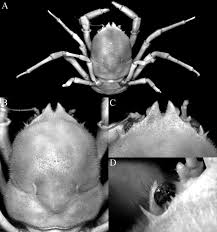 Attēlu rezultāti vaicājumam “Erinaceus sp.”