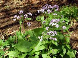 Attēlu rezultāti vaicājumam “Lunaria rediviva bud”