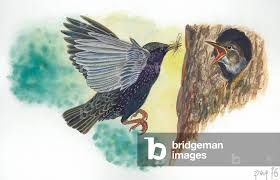 Attēlu rezultāti vaicājumam “Sturnus vulgaris nest”