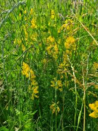 Attēlu rezultāti vaicājumam “Lathyrus pratensis flower”