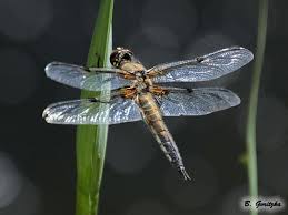 Attēlu rezultāti vaicājumam “Libellula quadrimaculata”