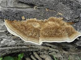 Attēlu rezultāti vaicājumam “Inonotus rheades”