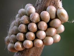 Attēlu rezultāti vaicājumam “Saturnia pavonia eggs”
