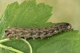 Attēlu rezultāti vaicājumam “Orthosia munda”