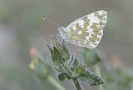 Attēlu rezultāti vaicājumam “Pontia edusa underside”