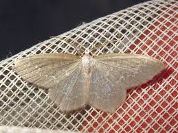 Attēlu rezultāti vaicājumam “Jodis putata”