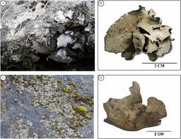 Attēlu rezultāti vaicājumam “Dermatocarpon miniatum”
