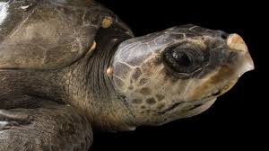 Image result for Lepidochelys olivacea