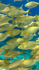 Image result for Sarpa salpa