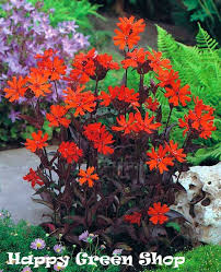 Attēlu rezultāti vaicājumam “Silene x arkwrightii Vesuvius flower”