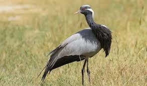 Attēlu rezultāti vaicājumam “Gruiformes”