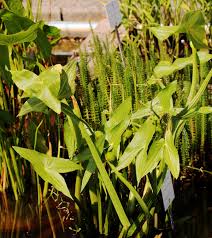 Attēlu rezultāti vaicājumam “Sagittaria sagittifolia leaf”