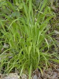 Attēlu rezultāti vaicājumam “Brachypodium sylvaticum leaf”