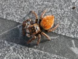 Attēlu rezultāti vaicājumam “Xanthogramma sp. male”