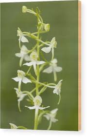 Attēlu rezultāti vaicājumam “Platanthera bifolia”