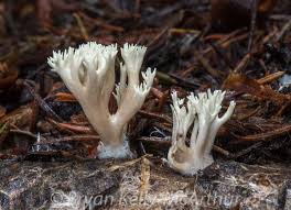 Attēlu rezultāti vaicājumam “Clavulina coralloides”
