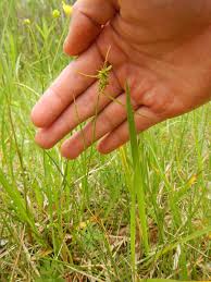 Attēlu rezultāti vaicājumam “Carex flava”