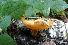 Attēlu rezultāti vaicājumam “Pholiota heteroclita”