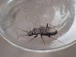 Attēlu rezultāti vaicājumam “Loricera pilicornis”