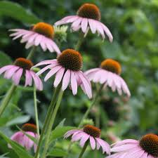 Image result for roter Sonnenhut