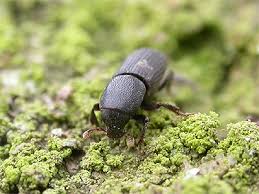 Attēlu rezultāti vaicājumam “Hylastes sp.”