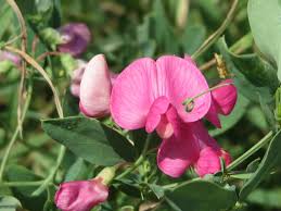 Attēlu rezultāti vaicājumam “Lathyrus tuberosus leaf”