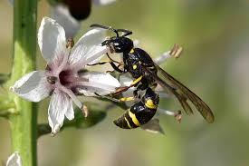 Attēlu rezultāti vaicājumam “Symmorphus sp.”