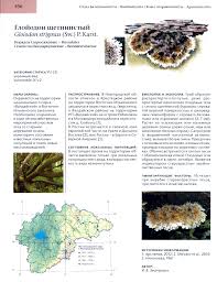 Attēlu rezultāti vaicājumam “Gloiodon strigosus”