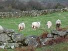 No publicity please! Sheep turning their backs to the camera, - via Daymix