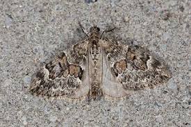 Attēlu rezultāti vaicājumam “Thera variata”