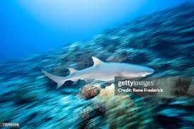 Image result for Negaprion acutidens