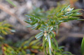 Attēlu rezultāti vaicājumam “Juniperus communis female flower”